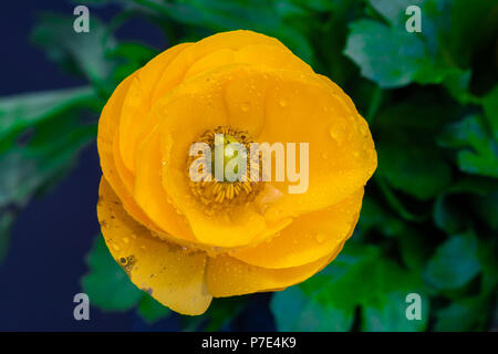 Fine art floral naturel vie toujours de couleur un bouquet de fleurs avec de l'orange-jaune wide open blooming buttercup sur fond vert naturel Banque D'Images