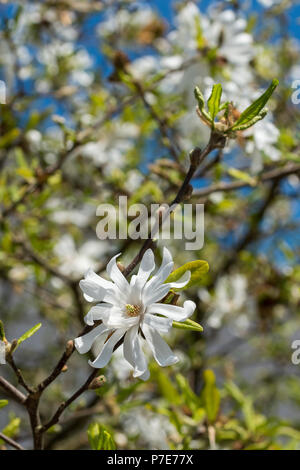 Piscine naturelle floral still life art floral nature macro d'une fleur de magnolia à fleurs vert blanc en plein soleil un jour de printemps Banque D'Images