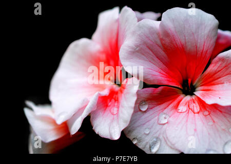 Fleur rouge sang intense sur fond de cendres grises. Belle image, de fleurs et de couleur rouge clair sur fond sombre. Concept de l'image, de la mode. Banque D'Images