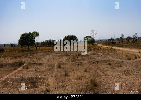 Paddy sec champ après la récolte de paddy fermer voir la paille et les arbres des forêts en arrière-plan. Banque D'Images