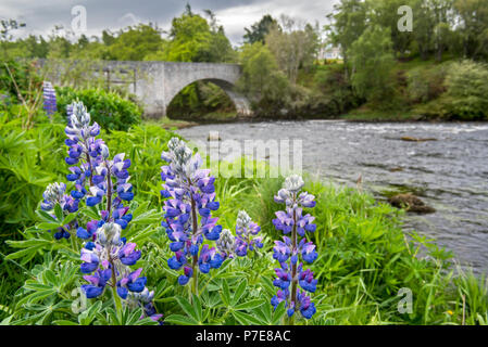 18e siècle Vieux Pont Spey et la floraison des lupins le long de la rivière Spey à Grantown-on-Spey, Moray, Highland, Scotland, UK Banque D'Images
