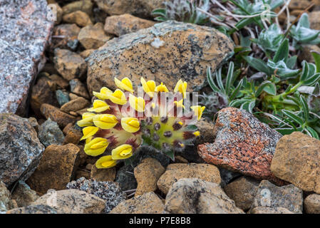 La vesce commune rein / kidneyvetch / woundwort (Anthyllis vulneraria) en fleur, désireux de Hamar, Unst, Shetland, Scotland, UK Banque D'Images