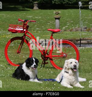 Golden Retriever et Border Collie en face de la moto rouge dans le parc Banque D'Images