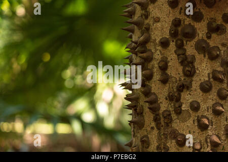 Crampons sur treetrunks. Ces arbres épines apparemment alléchants comme le chocolat kisses Banque D'Images