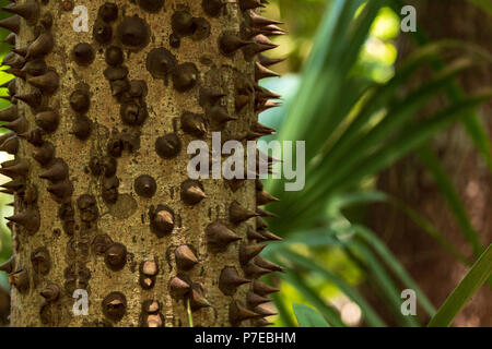 Crampons sur treetrunks. Ces arbres épines apparemment alléchants comme le chocolat kisses Banque D'Images