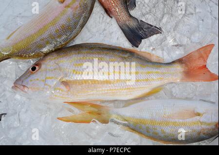 Les frais d'eau salée, capturés et queue jaune poisson vivaneau rouge sur la glace, Marathon Key, Floride, USA Banque D'Images