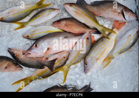 Les frais d'eau salée, capturés et queue jaune poisson vivaneau rouge sur la glace, Marathon Key, Floride, USA Banque D'Images