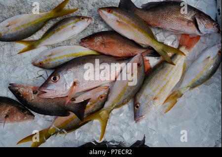 Les frais d'eau salée, capturés et queue jaune poisson vivaneau rouge sur la glace, Marathon Key, Floride, USA Banque D'Images