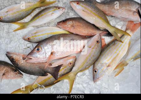 Les frais d'eau salée, capturés et queue jaune poisson vivaneau rouge sur la glace, Marathon Key, Floride, USA Banque D'Images