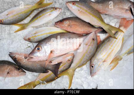 Les frais d'eau salée, capturés et queue jaune poisson vivaneau rouge sur la glace, Marathon Key, Floride, USA Banque D'Images