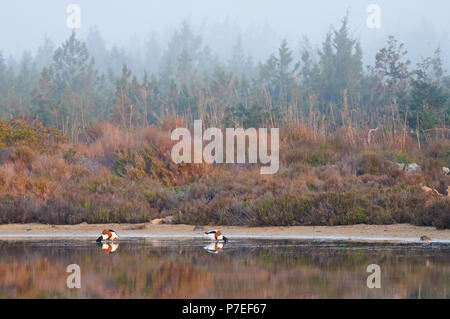 Tadorne Casarca Tadorna tadorna) couple (se nourrir dans le lever du soleil de brume à pouvez Marroig marais (Parc Naturel de Ses Salines, Formentera,Îles Baléares) Banque D'Images