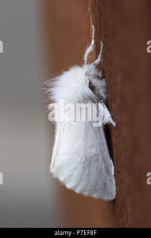 Papillon queue-jaune (appelé aussi goldtail moth ou swan spongieuse, Euproctis similis) Banque D'Images