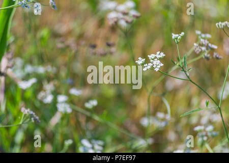 Petites fleurs blanches dans un champ Banque D'Images