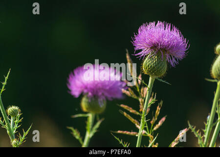 Ces belles fleurs violettes semblent être floue fleurs violettes Banque D'Images