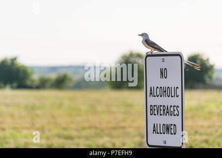 L'observation des oiseaux pour s'assurer que le signe est respectée Banque D'Images