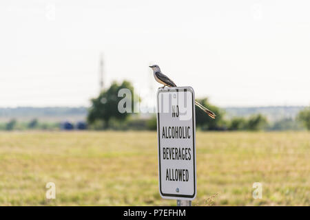 L'observation des oiseaux pour s'assurer que le signe est respectée Banque D'Images