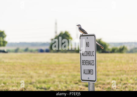 L'observation des oiseaux pour s'assurer que le signe est respectée Banque D'Images