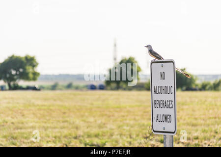 L'observation des oiseaux pour s'assurer que le signe est respectée Banque D'Images