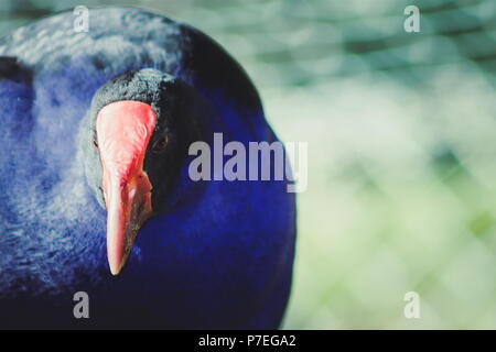 Close up image of a New Zealand Talève takahé Banque D'Images