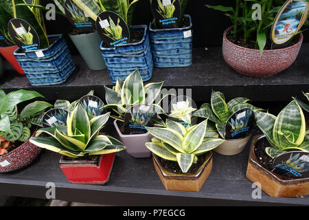 Sansevieria Trifasciata Sansevieria et superba Banque D'Images