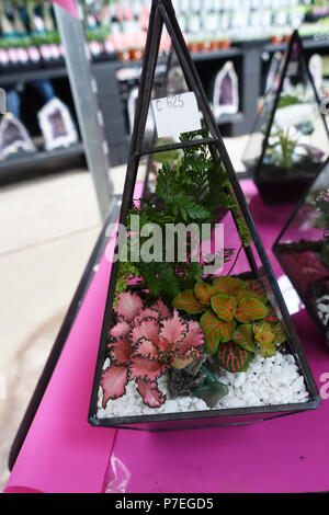 Terrariums avec des plantes à l'intérieur pot en verre Banque D'Images