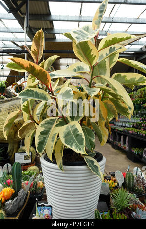 L'éclair blanc Ficus plantes poussant dans un pot Banque D'Images