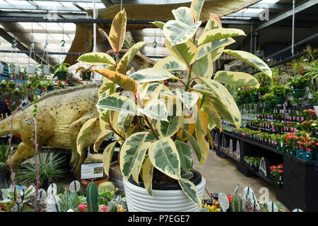 L'éclair blanc Ficus plantes poussant dans un pot Banque D'Images