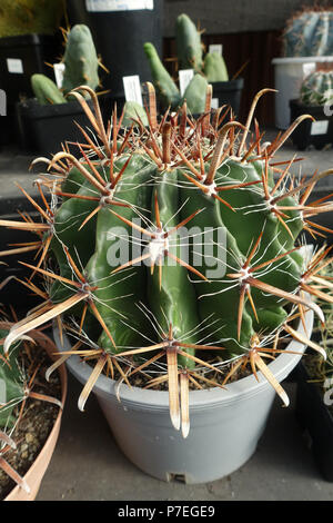 Ferocactus wislizenii ou connu sous le crochet de Poisson Barrel Cactus Banque D'Images