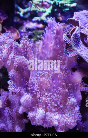 Corail cuir Sinularia dans un milieu marin coral reef aquarium. Banque D'Images