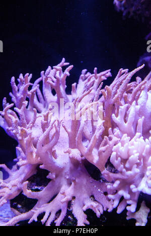 Corail cuir Sinularia dans un milieu marin coral reef aquarium. Banque D'Images