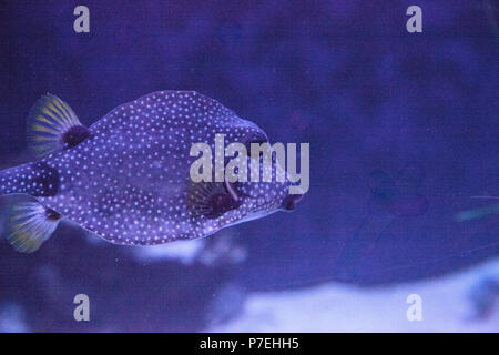 Lactophrys triqueter Smooth Trunkfish est un poisson qui se trouve sur les récifs coralliens. Banque D'Images