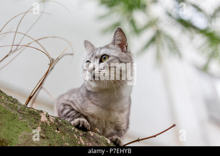 Belle Dame-cat se trouve sur le toit et regarde quelque part Banque D'Images