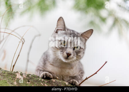 Belle Dame-cat se trouve sur le toit et regarde de haut en bas Banque D'Images