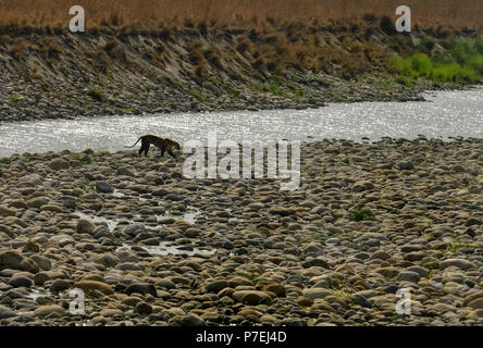 Tigre du Bengale sauvage marche sur les rochers blancs dans l'habitat naturel, Panthera tigris, Jim Corbett National Park, Inde. Tiger dans l'été indien, émergents Banque D'Images