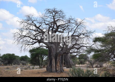 Baobab dans NP Tarangire Banque D'Images