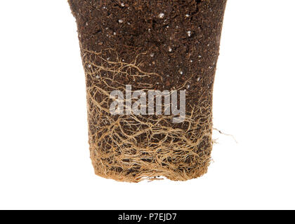 Close up sur rootbound extraites de plantes pot isolé sur blanc. Lié racine renvoie aux racines des plantes de plus en plus rond et rond le pot, ce qui stoppe la croissance. Banque D'Images