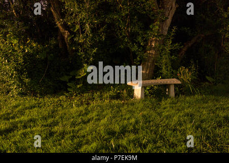 Banc de parc solitaire mystérieux dans une clairière dans la forêt Banque D'Images