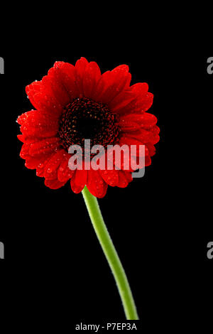 Beau Gerbera rouge photographié sur un fond noir Banque D'Images