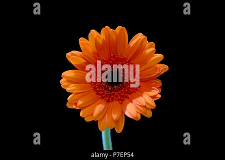 Beau Gerbera Orange photographié sur un fond noir Banque D'Images