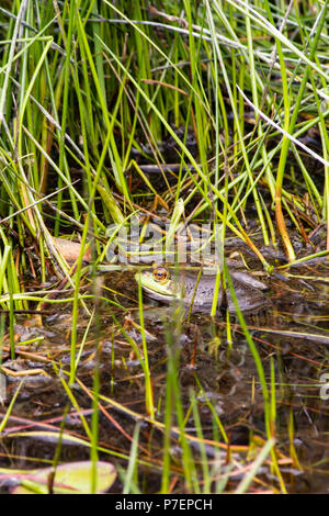 Grenouille sur un nénuphar Banque D'Images