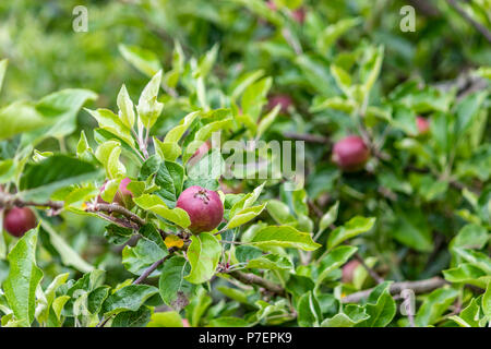 Les petites pommes rouges sur les branches vertes Banque D'Images