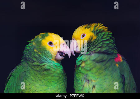 Deux perroquets colorés en friendly talk, Amazona ochrocephala oratrix, portrait. Banque D'Images