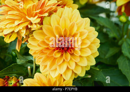 Belle orange et chrysanthème jaune arrière-plan ou le papier peint. Fleurs chrysanthème close up. Banque D'Images