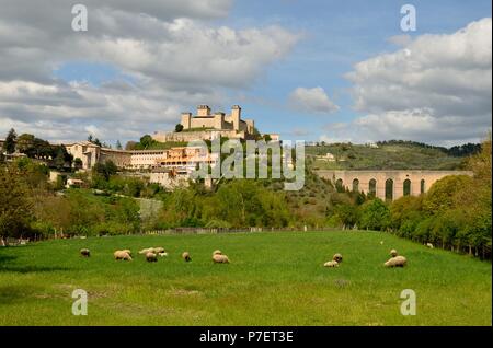 Spoleto paysage avec moutons dans l'herbe gren Banque D'Images