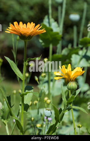 Calendula officinalis ou souci fleurs dans un patch de fleurs sauvages Banque D'Images
