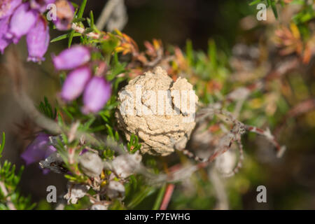Nid ou pot de la guêpe solitaire rares heath potter (Eumenes coarctatus) dans la région de Heather sur la lande à Surrey, UK Banque D'Images