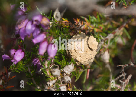Nid ou pot de la guêpe solitaire rares heath potter (Eumenes coarctatus) dans la région de Heather sur la lande à Surrey, UK Banque D'Images