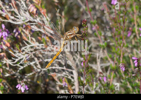 Skimmer carénées libellule Orthetrum coerulescens (femelle) dans l'habitat de lande à Surrey, UK Banque D'Images