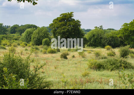 Le Knepp Estate Wildland, un projet de conservation en pleine nature qui a lieu à West Sussex, au Royaume-Uni, en été. Vue depuis une plate-forme arborescente. Banque D'Images