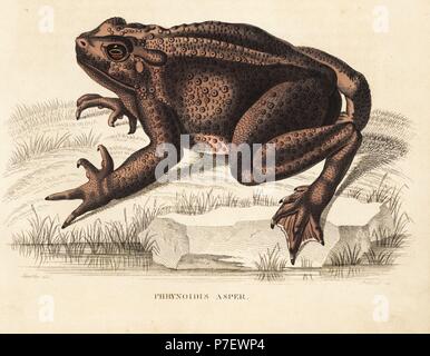 Le géant asiatique crapaud Bufo asper (Phrynoidis asper). Après une illustration par Sandler. Lithographie coloriée de Georg Friedrich Treitschke's Galerie d'histoire naturelle, des Thierreiches Naturhistorischer Bildersaal, Leipzig, 1840. Banque D'Images